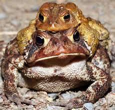 what is a structure and behavior of an American toad or adaptations of american toadtoad 