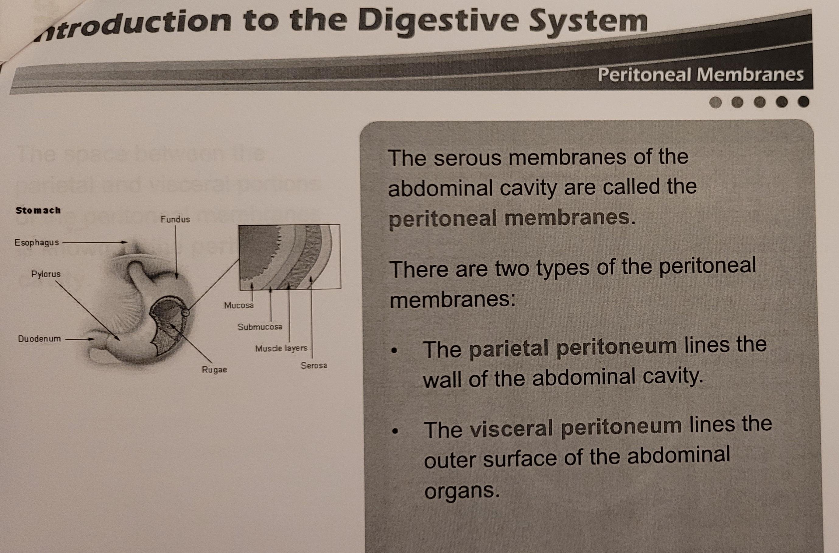 What is the peritoneal membrane that lines the outer surface of abdominal organs?