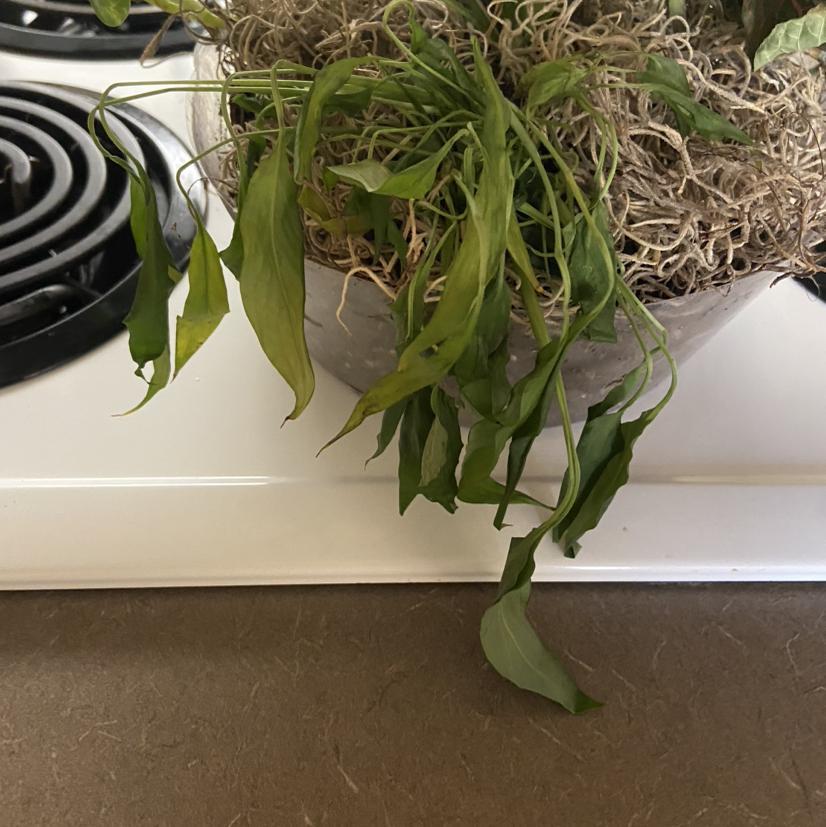 can someone please help my plant i have no idea whats wrong with it 