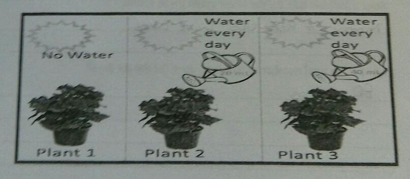 State one hypothesis for the above experiment