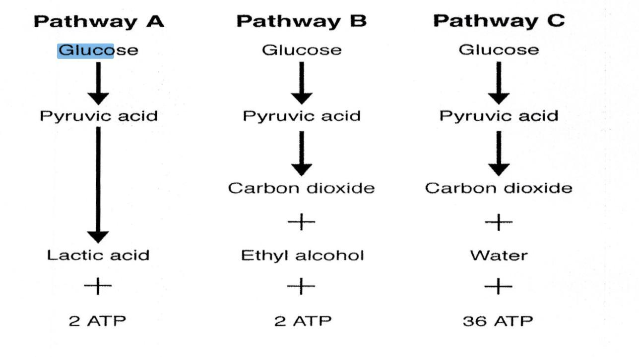 In the figure above, only the pathway labeled _____ requires oxygen. a. A c. C b. B d. A and B