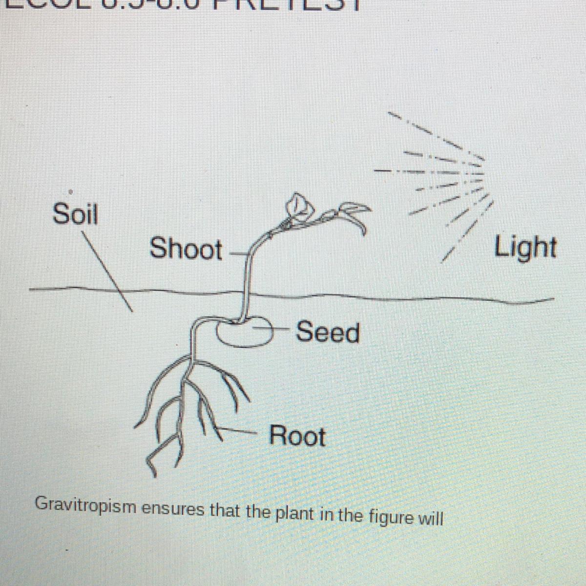 Gravitropism ensures that the plant in the figure willA.)grow roots into the soil.B.)wrap tightly around