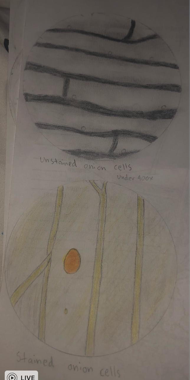 Hi can someone please help me with this. So I have to make observations of these cells but Im not sure