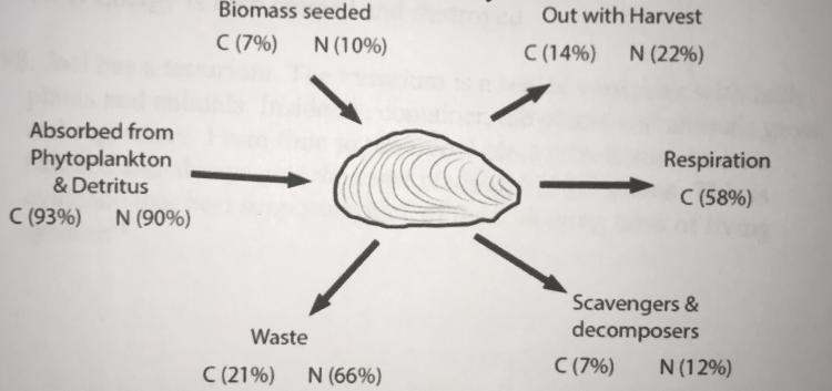 The Diagram Provided Shows The Carbon And Nitrogen Flow Through A Man-made Mussel Bed In The Ocean. What