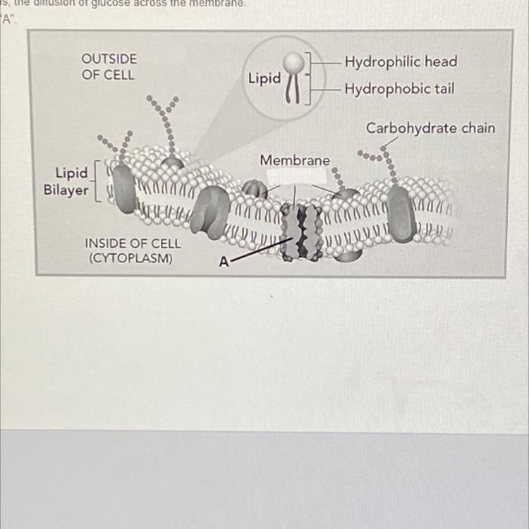 What Is True About Structure Aplease Answer If Not Then Thats Fineee
