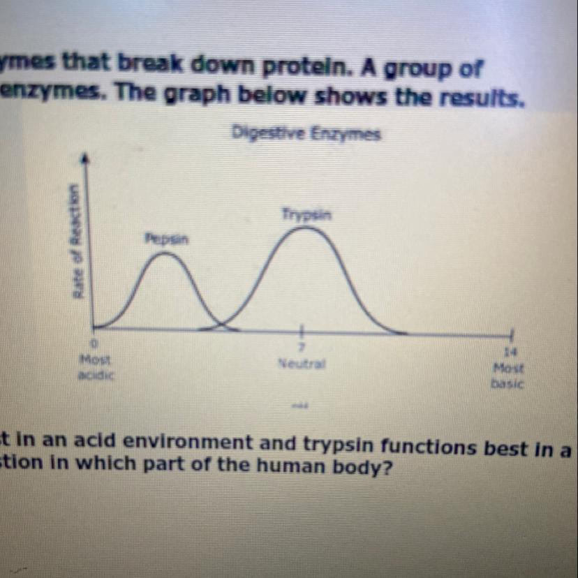 Pepsin and trypsin are two of the digestive enzymes that break down protein. A group ofstudents studied