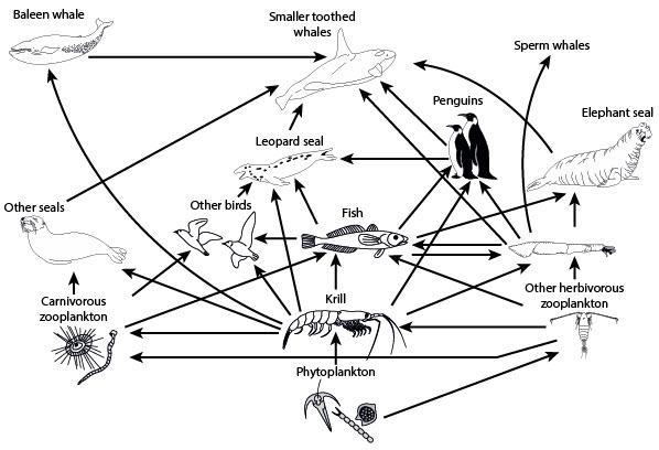 The illustration shows a representative food web found in the marine environment. Consider the phytoplankton