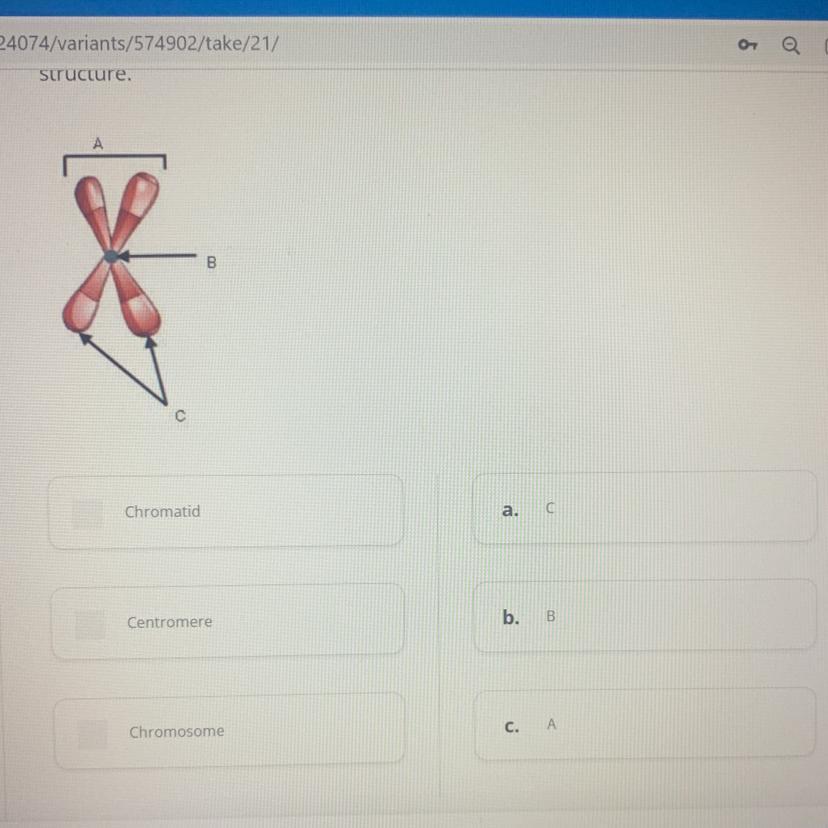 40 POINTS match the correct part of the structure 