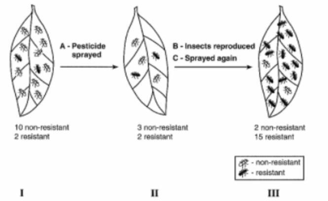 Answering by analyzing this picture.The question is : if pesticides were sprayed on the leaf, describe