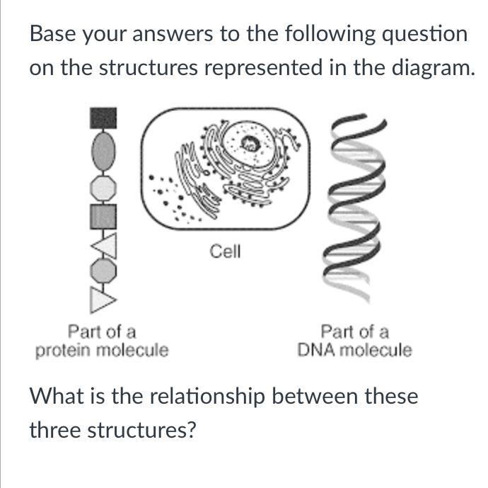 Base your answers to the following question on the structures represented in the diagram.Review Packet-