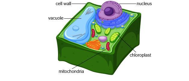 The Image Below Shows A Model Of A Plant Cell.All Cells Need Energy To Live. How Do The Organelles In