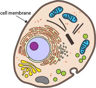 The graphic shows a model of a cell.Select THREE correct statements that explain how the cell membrane