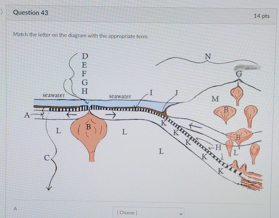 Match the letter on the diagram with the appropriate term. 