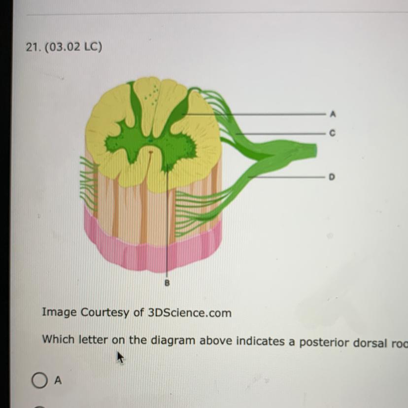 Which Letter On The Diagram Above Indicates A Posterior Dorsal Root