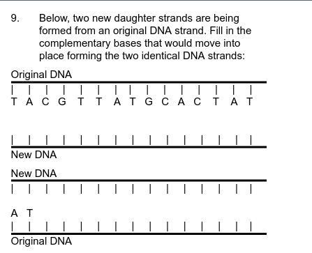 Below, two new daughter strands are beingformed from an original DNA strand. Fill in thecomplementary