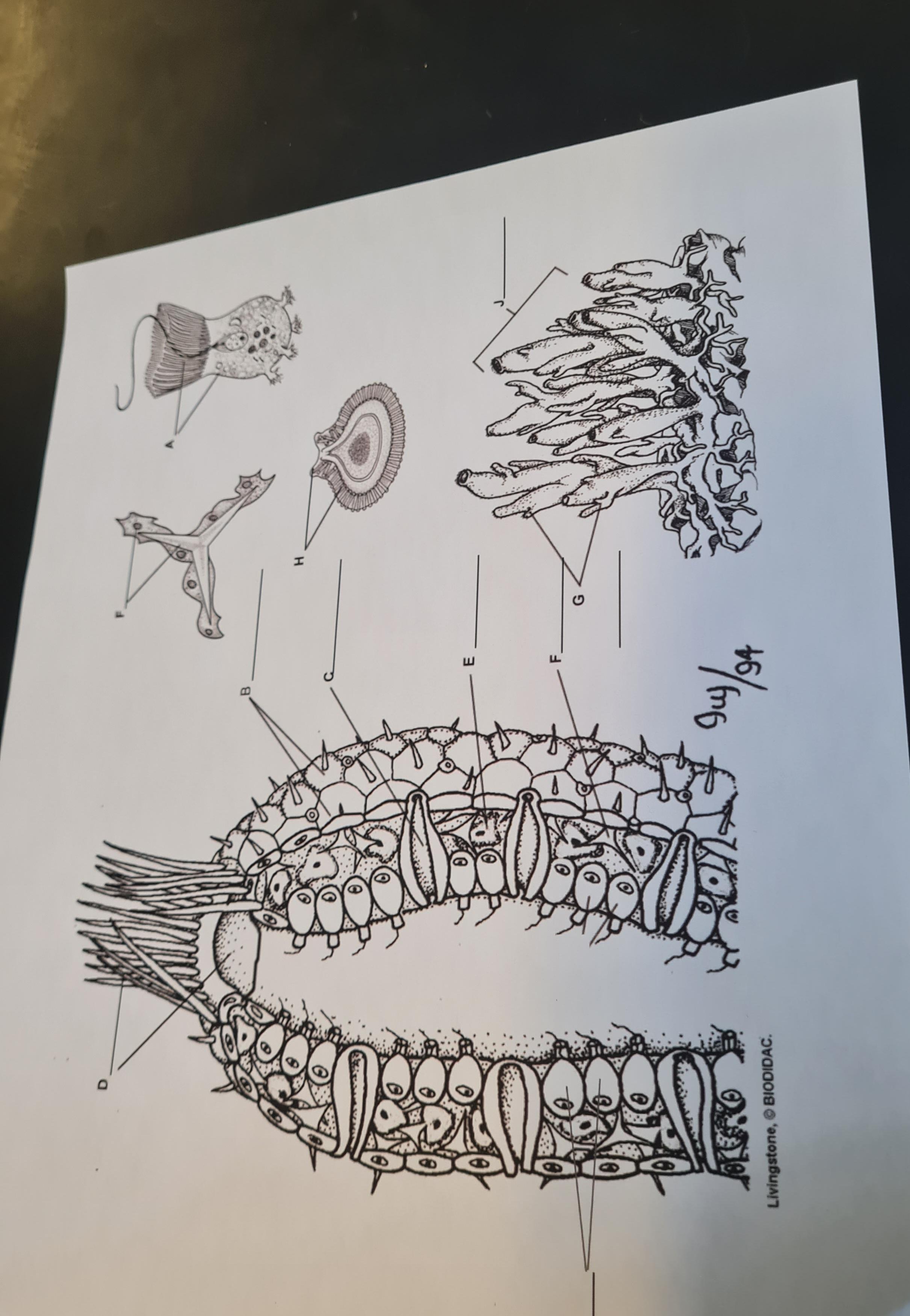 Please help! What are all of the structures called? Anything helps!