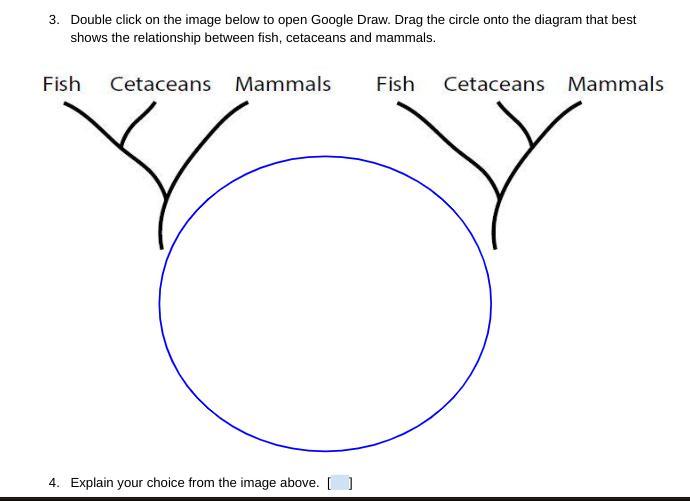 tell me what to circle onto the diagram that best shows the relationship between fish, cetaceans and