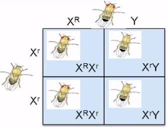The results of Thomas Hunt Morgans last cross are shown in the Punnett square below.A) Which of Thomas