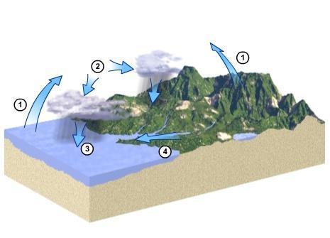 Which number represents water becoming water vapor in the hydrologic cycle diagram?1234