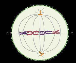What stage of mitosis is pictured?Answer: CORRECT (SELECTED)Metaphase.Explanatioin:The chromosomes in