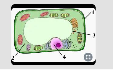 The diagram given below represents a plant cell after being placed in a strong sugar solution. Study