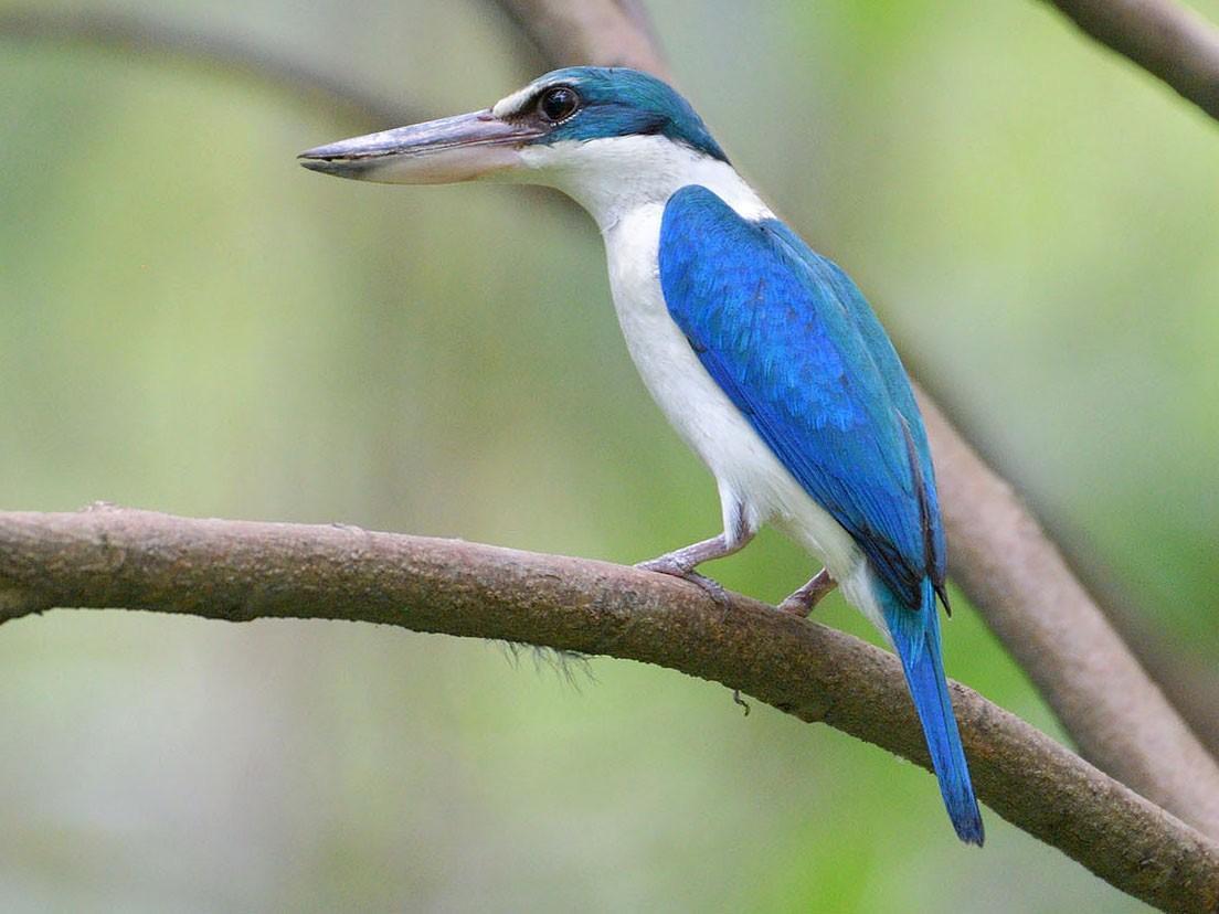 do YOU like Kingfishers? they are small colorful bird..WITH BIG BEAKS. HERE'S MY FAVThe COLLARD KINGFISHER.