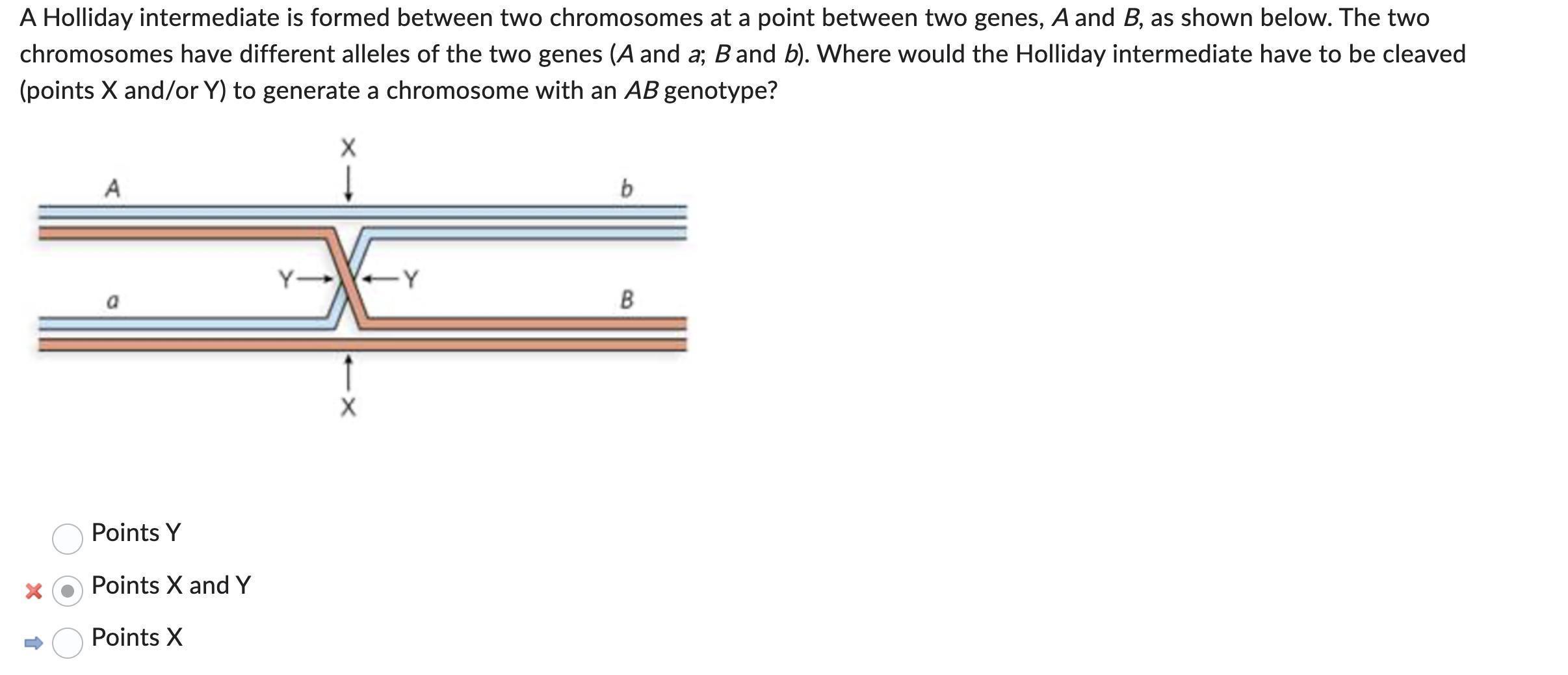 A Holliday intermediate is formed between two chromosomes at a point between two genes, A and B, as shown