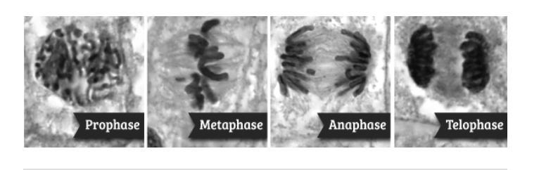 Prophase is the first stage of mitosis. What happens during prophase? A. Sister chromatids separate.