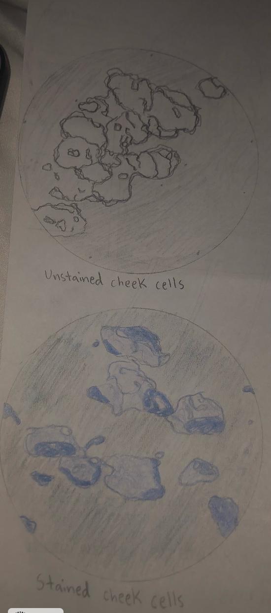 Hi can someone please help me with this. So I have to make observations of these cells but Im not sure